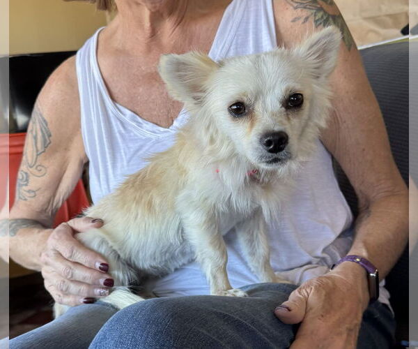 Medium Photo #5 Chihuahua-Unknown Mix Puppy For Sale in Williamsburg, NM, USA