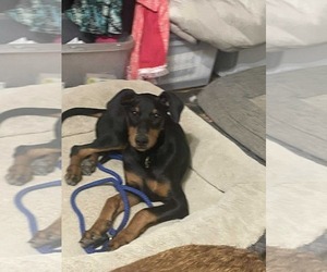 Doberman Pinscher Dogs for adoption in Buffalo, MN, USA