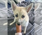 Small #124 Pomsky