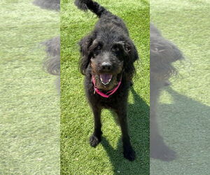 Labradoodle Dogs for adoption in Harrison, AR, USA