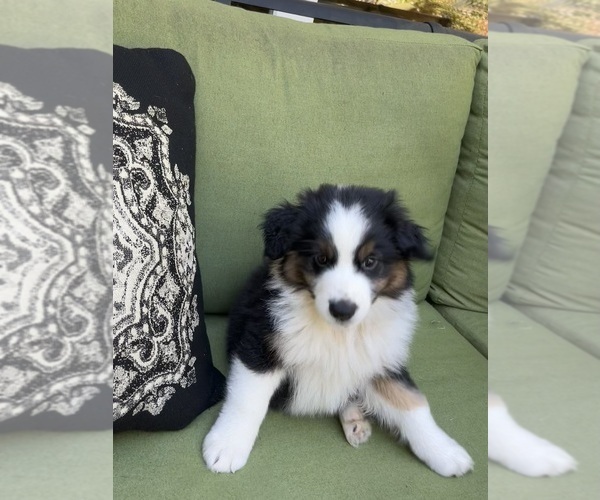 Medium Photo #40 Miniature Australian Shepherd Puppy For Sale in LA CANADA FLINTRIDGE, CA, USA