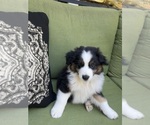 Small Photo #40 Miniature Australian Shepherd Puppy For Sale in LA CANADA FLINTRIDGE, CA, USA