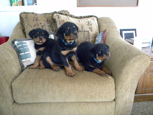 Rottweiler Puppy for sale in ROGUE RIVER, OR, USA