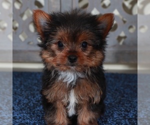 Yorkshire Terrier Puppy for sale in MOUNT VERNON, OH, USA
