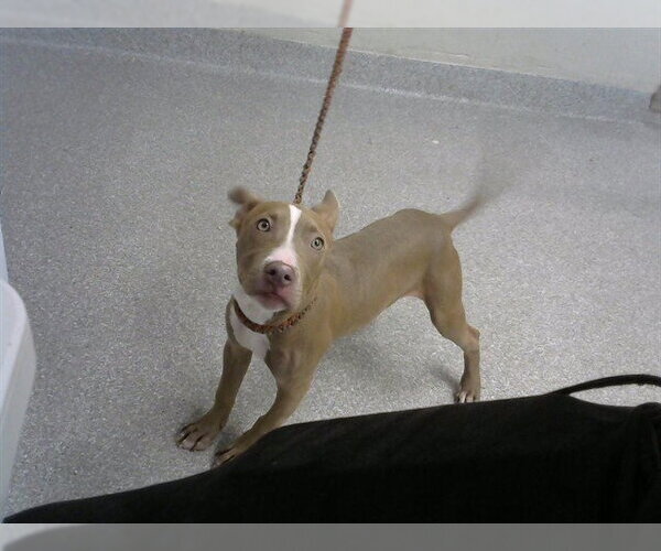 Medium Photo #1 American Pit Bull Terrier-Unknown Mix Puppy For Sale in Pasadena, TX, USA