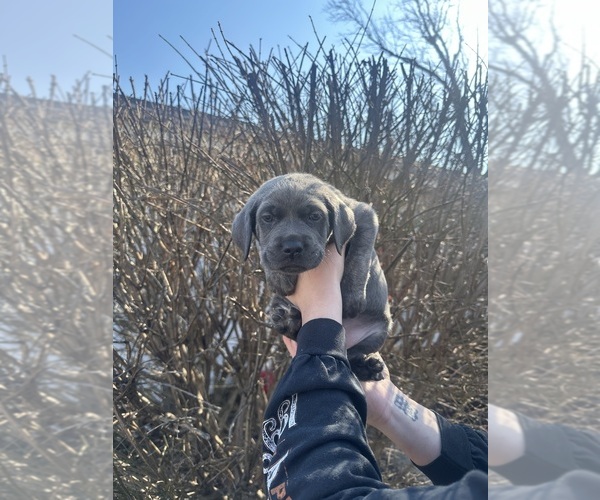 Medium Photo #1 Cane Corso Puppy For Sale in PALOS HEIGHTS, IL, USA