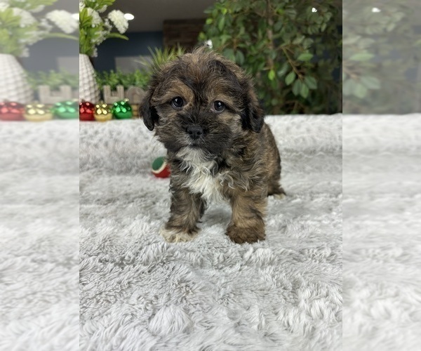 Medium Photo #3 Shorkie Tzu Puppy For Sale in GREENFIELD, IN, USA