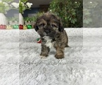 Small Photo #3 Shorkie Tzu Puppy For Sale in GREENFIELD, IN, USA