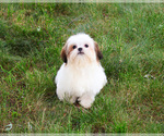 Small #3 Shih Tzu