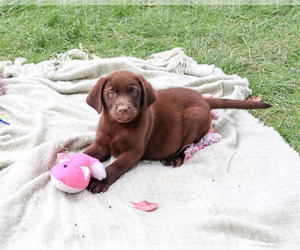 Labrador Retriever Puppy for sale in SYRACUSE, IN, USA