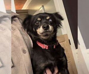 Chiranian Dogs for adoption in Holly Springs, NC, USA