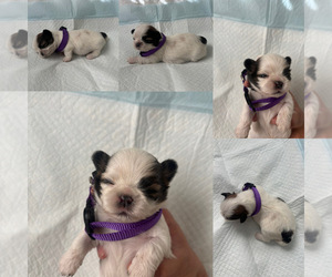 Shih Tzu Puppy for sale in EXETER, CA, USA
