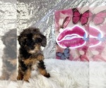Solo - Male Bernedoodle (Miniature) (+ Poodle Miniature) Puppy for Sale - Photo #4