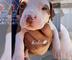 Puppy Koko American Pit Bull Terrier