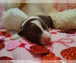 Small Photo #72 Border Collie Puppy For Sale in NORBORNE, MO, USA