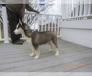 Siberian Husky Puppy for sale in MILLERSBURG, OH, USA