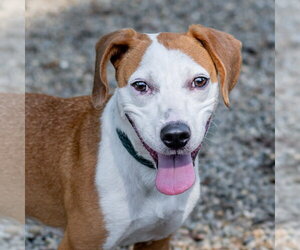 Jolene - Female Mutt Dog for Adoption - Photo #5