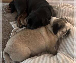 4017 - 2026 Willa Bear - Female Pug Dog for Adoption - Photo #3