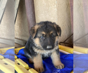 German Shepherd Dog Puppy for sale in BAKERSFIELD, CA, USA