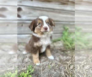 Australian Shepherd Puppy for Sale in ORLANDO, Florida USA