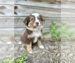 Luna - Female Australian Shepherd Puppy for Sale - Small photo