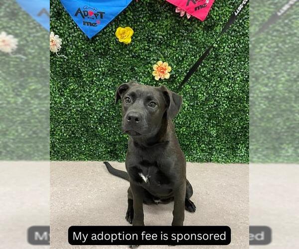 Medium Photo #1 Labrador Retriever-Unknown Mix Puppy For Sale in Grasswood, Saskatchewan, Canada