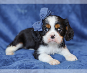 Cavalier King Charles Spaniel Puppy for sale in LIBERTY, KY, USA
