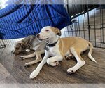 Small Photo #42 Labrador Retriever-Unknown Mix Puppy For Sale in San Diego, CA, USA