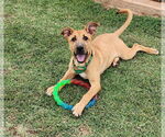 Small German Shepherd Dog-Great Pyrenees Mix
