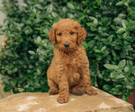 Small Photo #6 Goldendoodle Puppy For Sale in PECK, KS, USA