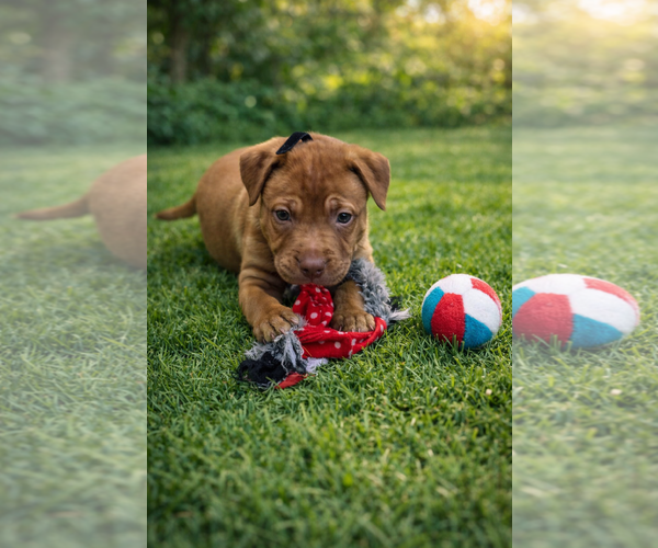 Medium Photo #7 Mutt Puppy For Sale in Euless, TX, USA