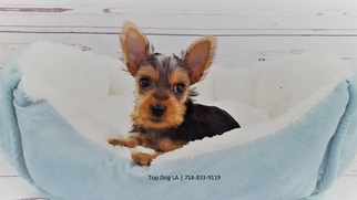 Yorkshire Terrier Puppy for sale in LA MIRADA, CA, USA