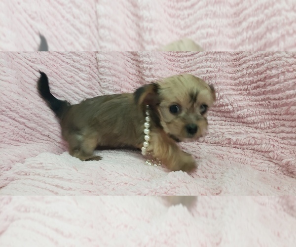 Medium Photo #36 Shorkie Tzu Puppy For Sale in NEVADA, TX, USA