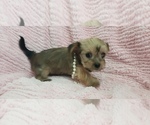 Small Photo #36 Shorkie Tzu Puppy For Sale in NEVADA, TX, USA