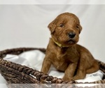 Small Photo #26 Goldendoodle Puppy For Sale in ABILENE, TX, USA
