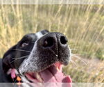 Small Photo #6 Pointer-Unknown Mix Puppy For Sale in Polson, MT, USA