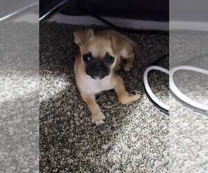 Chug Puppy for sale in GILBERT, AZ, USA
