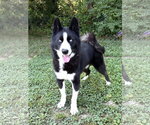 Small #2 Siberian Husky Mix