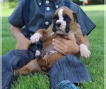 Small Photo #4 Boxer Puppy For Sale in SHIPSHEWANA, IN, USA