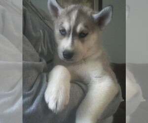 Siberian Husky Puppy for sale in JACOBS CREEK, PA, USA