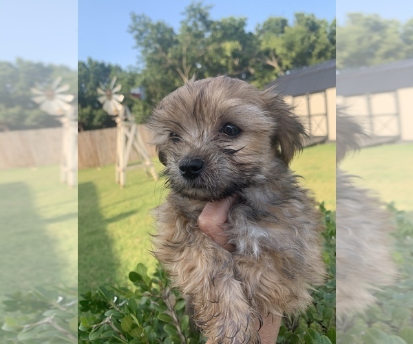 Medium Photo #1 Morkie Puppy For Sale in FORT WORTH, TX, USA