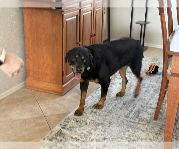 Medium Photo #2 Rottweiler Puppy For Sale in Gilbert, AZ, USA