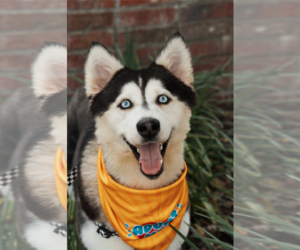 Siberian Husky Dogs for adoption in Carrollton, TX, USA