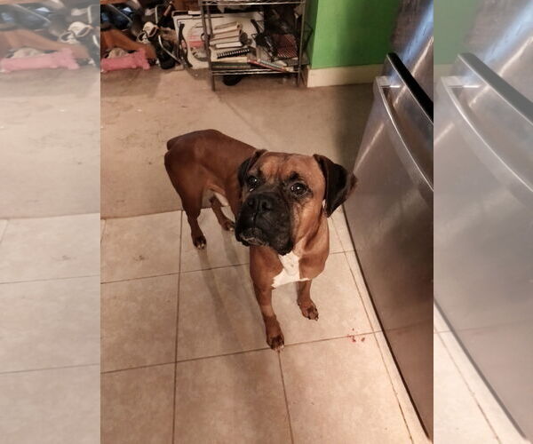 Medium Photo #6 Boxer Puppy For Sale in  Katy, TX, USA