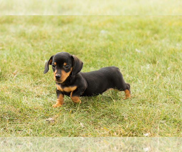 Medium Photo #3 Dachshund Puppy For Sale in NAPPANEE, IN, USA