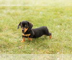 Small #2 Dachshund