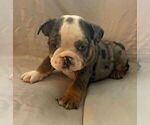 Small Photo #7 English Bulldog Puppy For Sale in JOHNS ISLAND, SC, USA