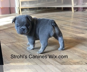 French Bulldog Puppy for sale in N PARKERSBURG, WV, USA