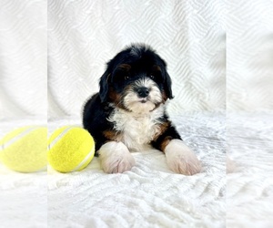 Cock-A-Poo Puppy for sale in GREENFIELD, IN, USA