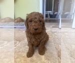 Puppy Peter Goldendoodle (Miniature)